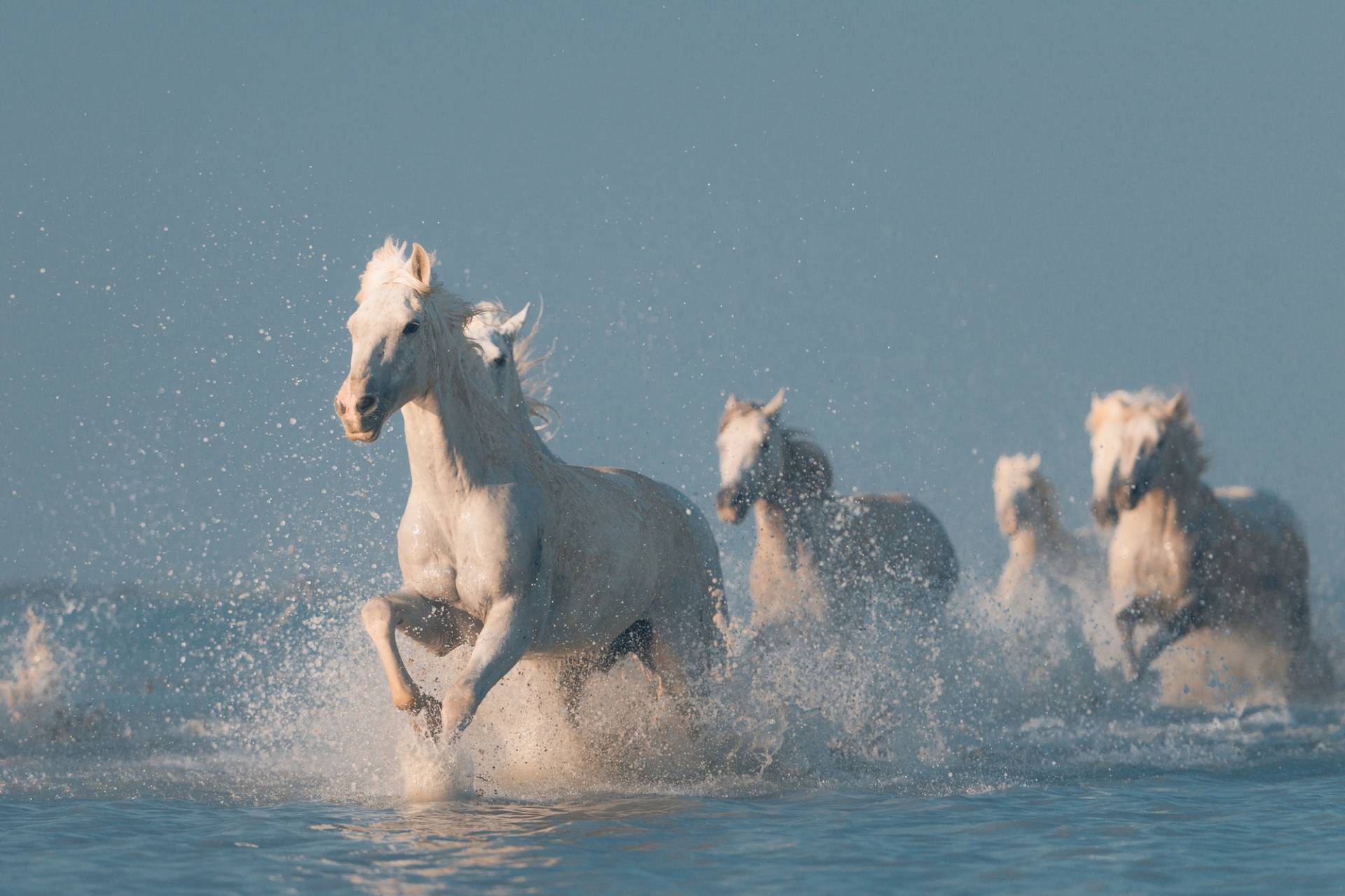 Papermoon Fototapete »Photo-Art ROSTOVSKIY ANTON, ANGELS VON CAMARGUE« von Papermoon