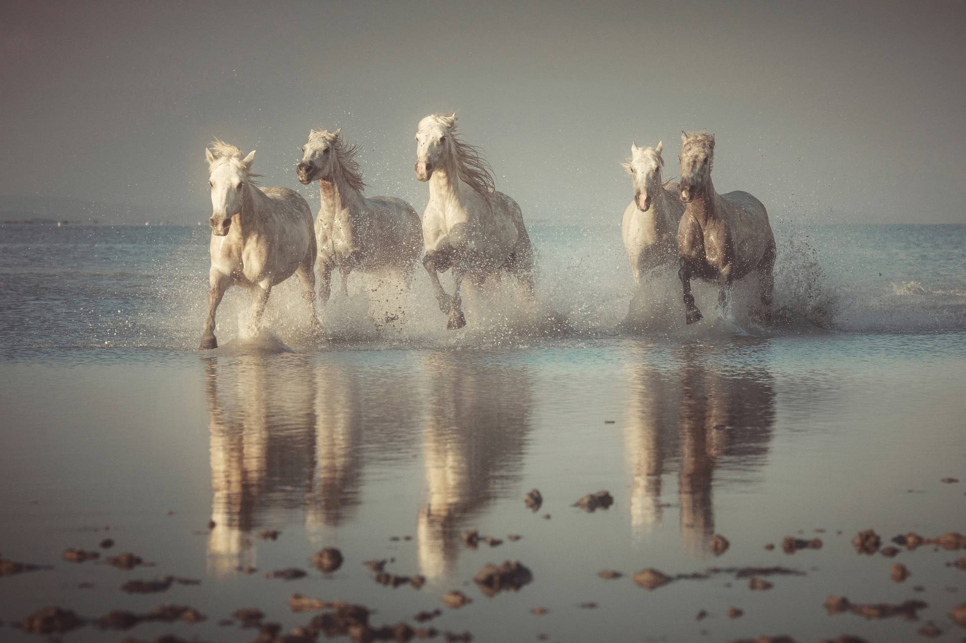 Papermoon Fototapete »Photo-Art ROSTOVSKIY ANTON, CAMARGUE-PFERDE« von Papermoon