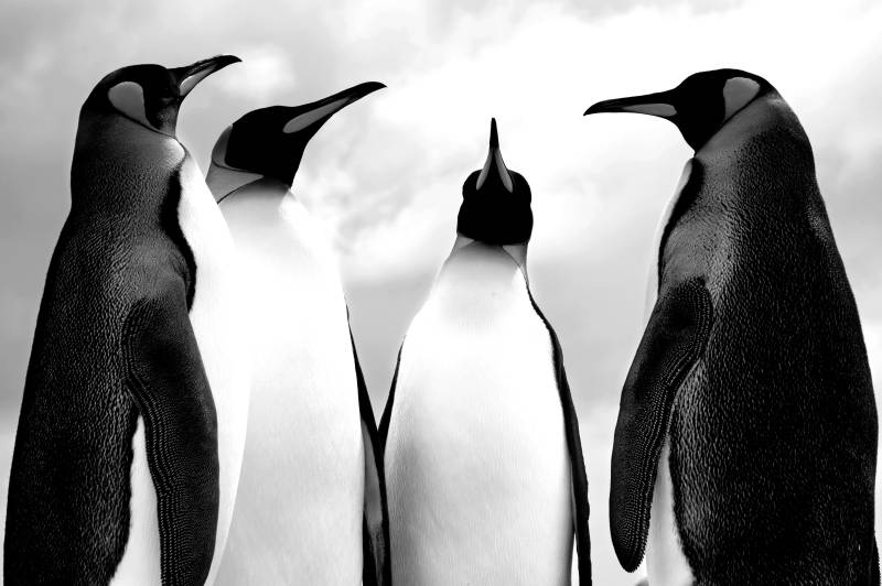 Papermoon Fototapete »Pinguin Schwarz & Weiss« von Papermoon