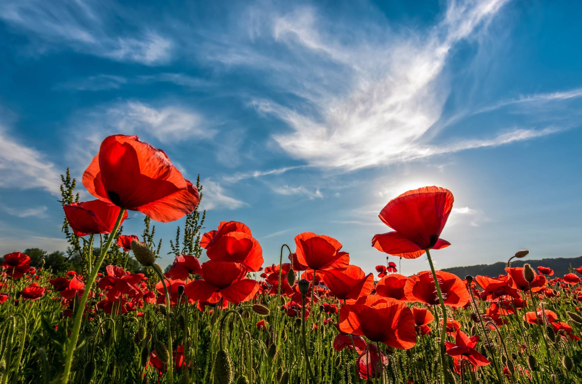 Papermoon Fototapete »Poppy Flowers Field« von Papermoon