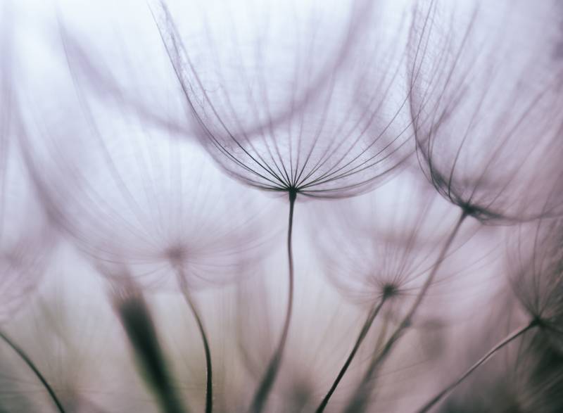 Papermoon Fototapete »Purple Abstract Dandelion« von Papermoon