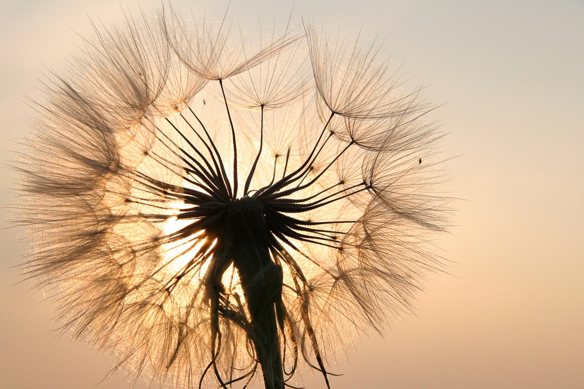 Papermoon Fototapete »Pusteblume« von Papermoon