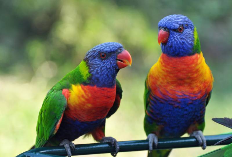 Papermoon Fototapete »Rainbow Lorikeets Birds« von Papermoon