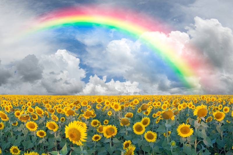 Papermoon Fototapete »Rainbow Sunflowers« von Papermoon