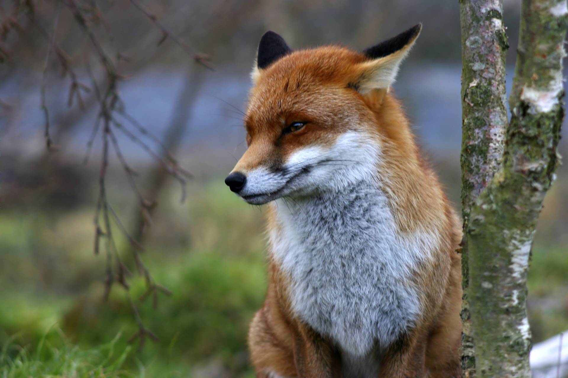 Papermoon Fototapete »Red Fox« von Papermoon