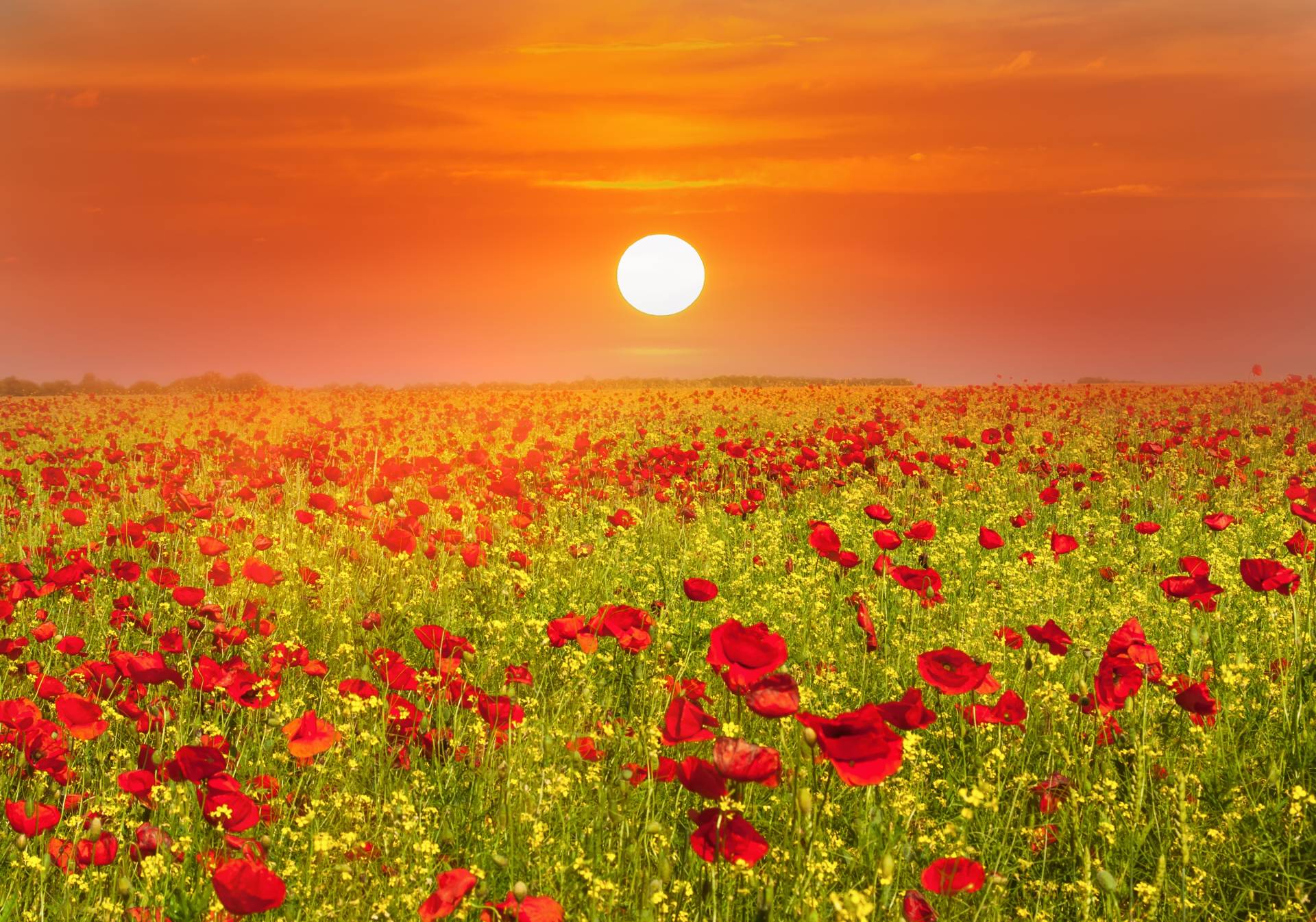 Papermoon Fototapete »Red Poppies Field« von Papermoon