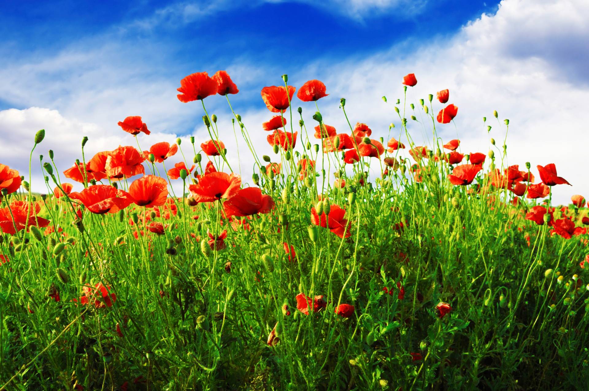 Papermoon Fototapete »Red Poppies« von Papermoon