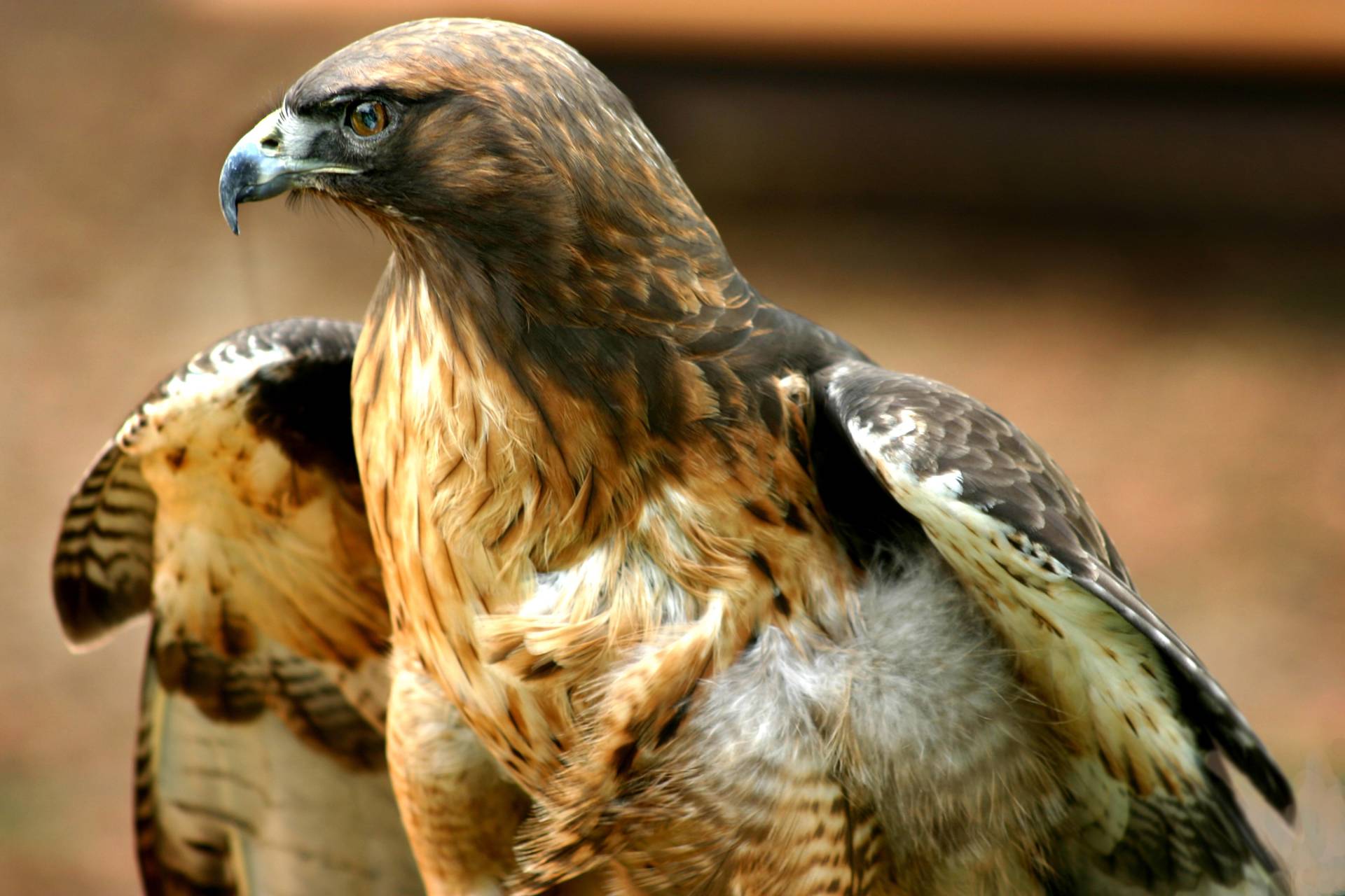 Papermoon Fototapete »Red Tail Hawk« von Papermoon