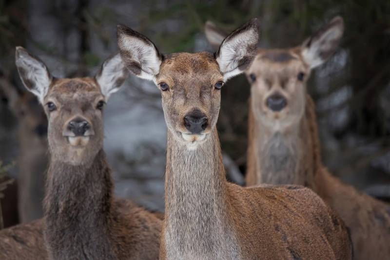 Papermoon Fototapete »Rehe im Wald« von Papermoon