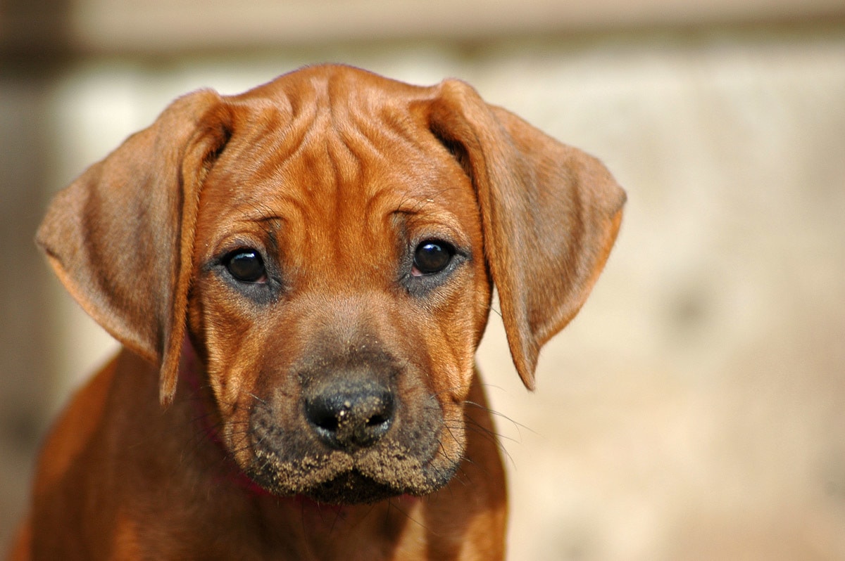 Papermoon Fototapete »Rhodesian Ridgeback Welpe« von Papermoon