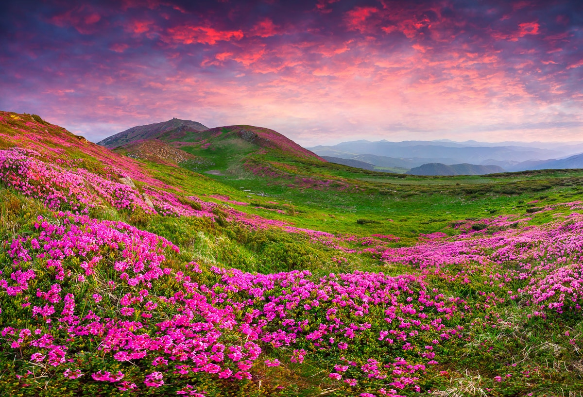 Papermoon Fototapete »Rhododendron Blumen« von Papermoon