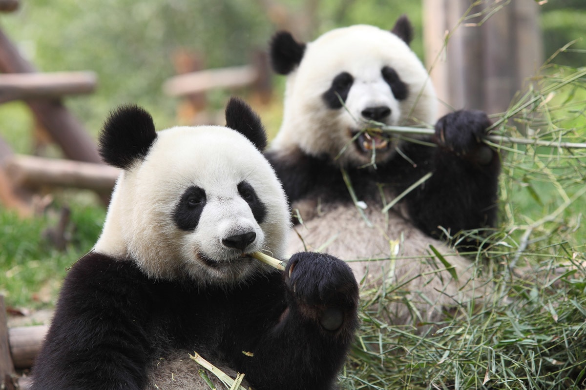 Papermoon Fototapete »Riesige Pandas« Papermoon Fototapete »Riesige Pandas« von Papermoon