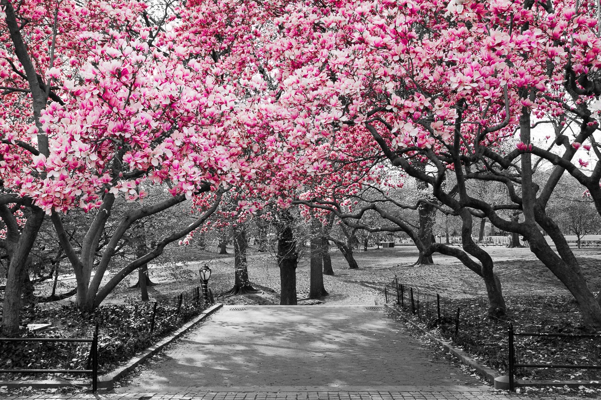 Papermoon Fototapete »Rosa Blüten« Papermoon Fototapete »Rosa Blüten« von Papermoon