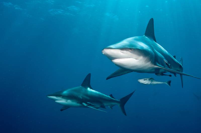 Papermoon Fototapete »SCHWARZSPITZEN-HAI-MEER UNTERWASSERWELT FISCHE DELFIN« von Papermoon