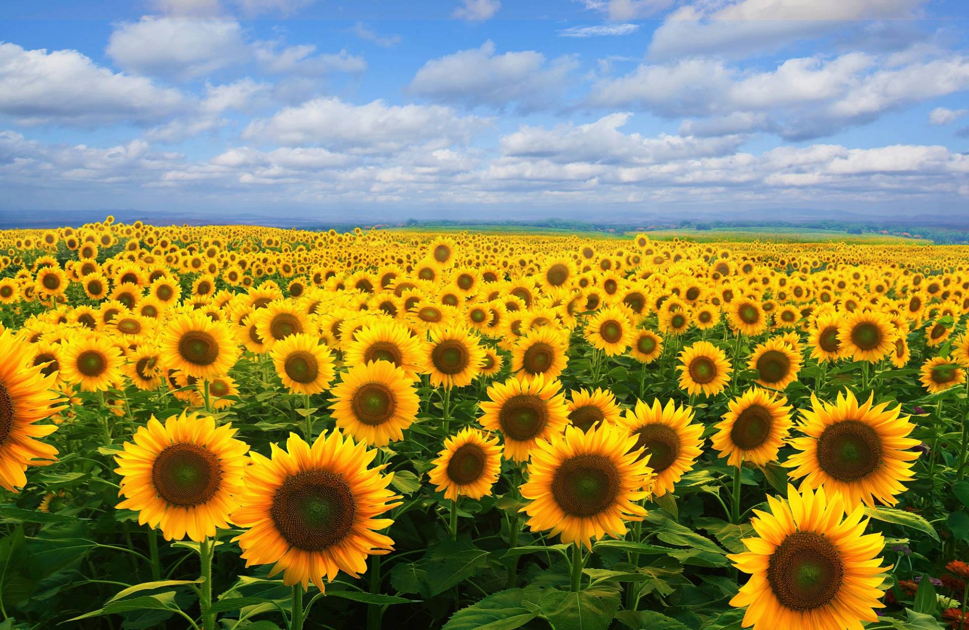 Papermoon Fototapete »SONNENBLUMEN-BLUMEN FELD PFLANZE DEKOR NATUR MUSTER« von Papermoon