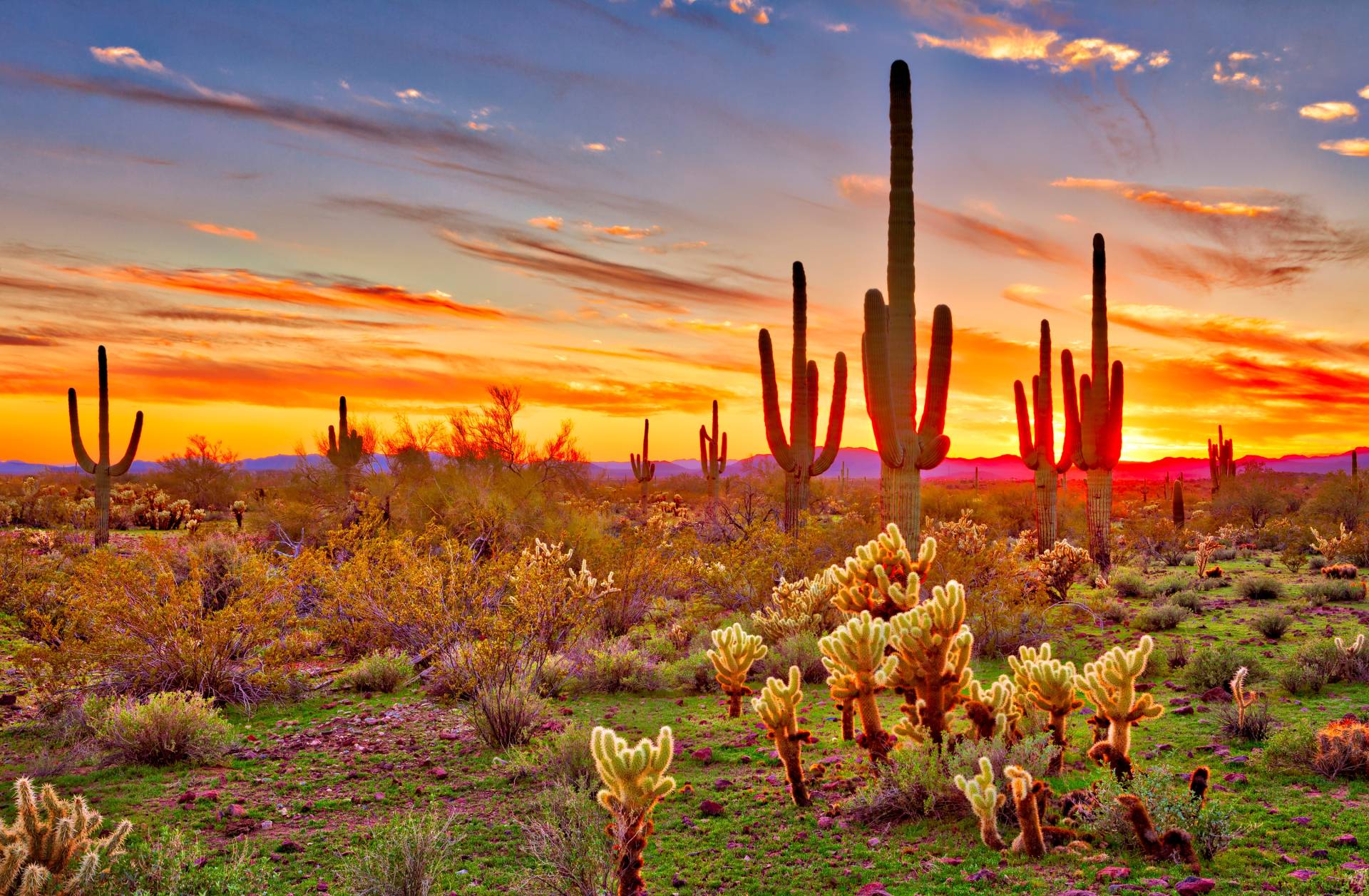 Papermoon Fototapete »Saguaros Sunset Phoenix« von Papermoon