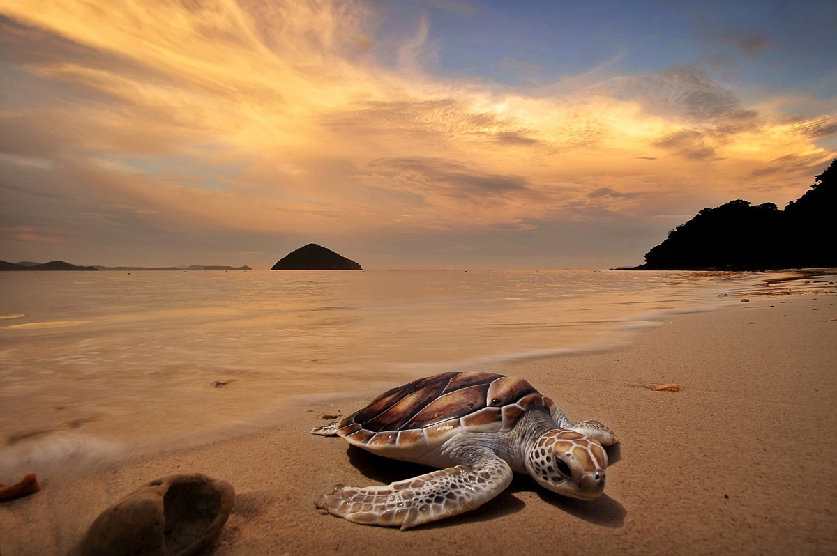 Papermoon Fototapete »Schildkröte am Strand« von Papermoon