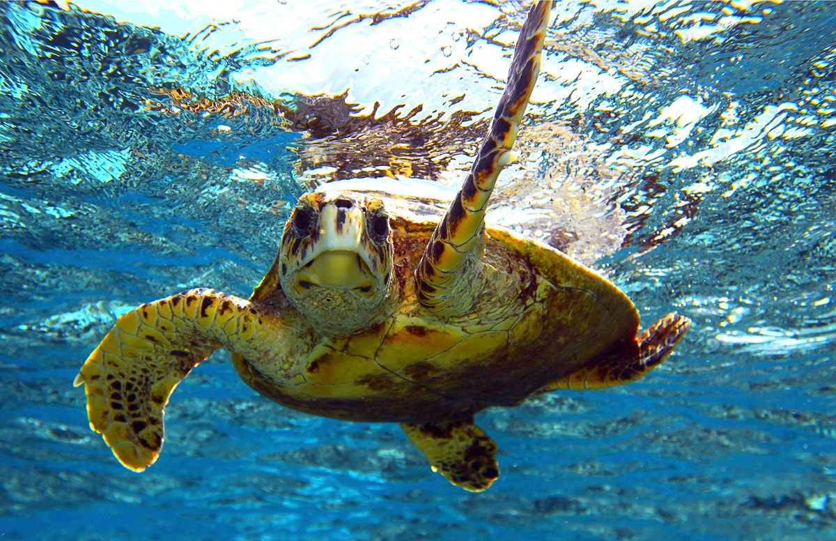 Papermoon Fototapete »Schildkröte im Wasser« von Papermoon