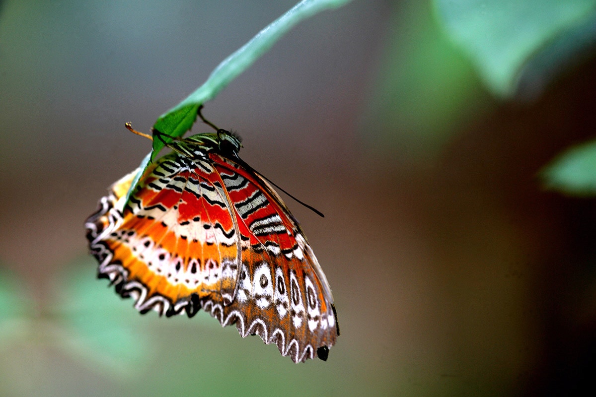 Papermoon Fototapete »Schmetterling« von Papermoon