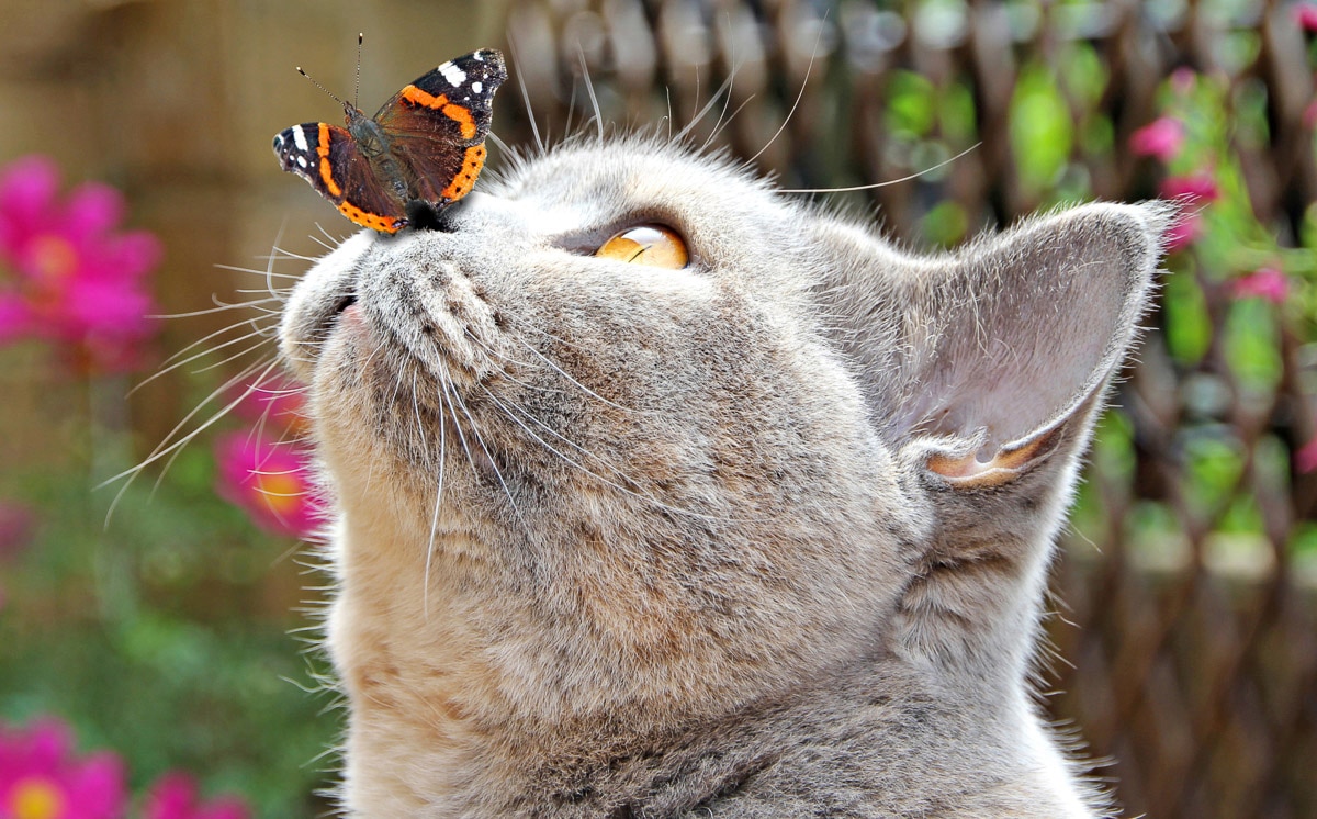 Papermoon Fototapete »Schmetterling und Katze« von Papermoon