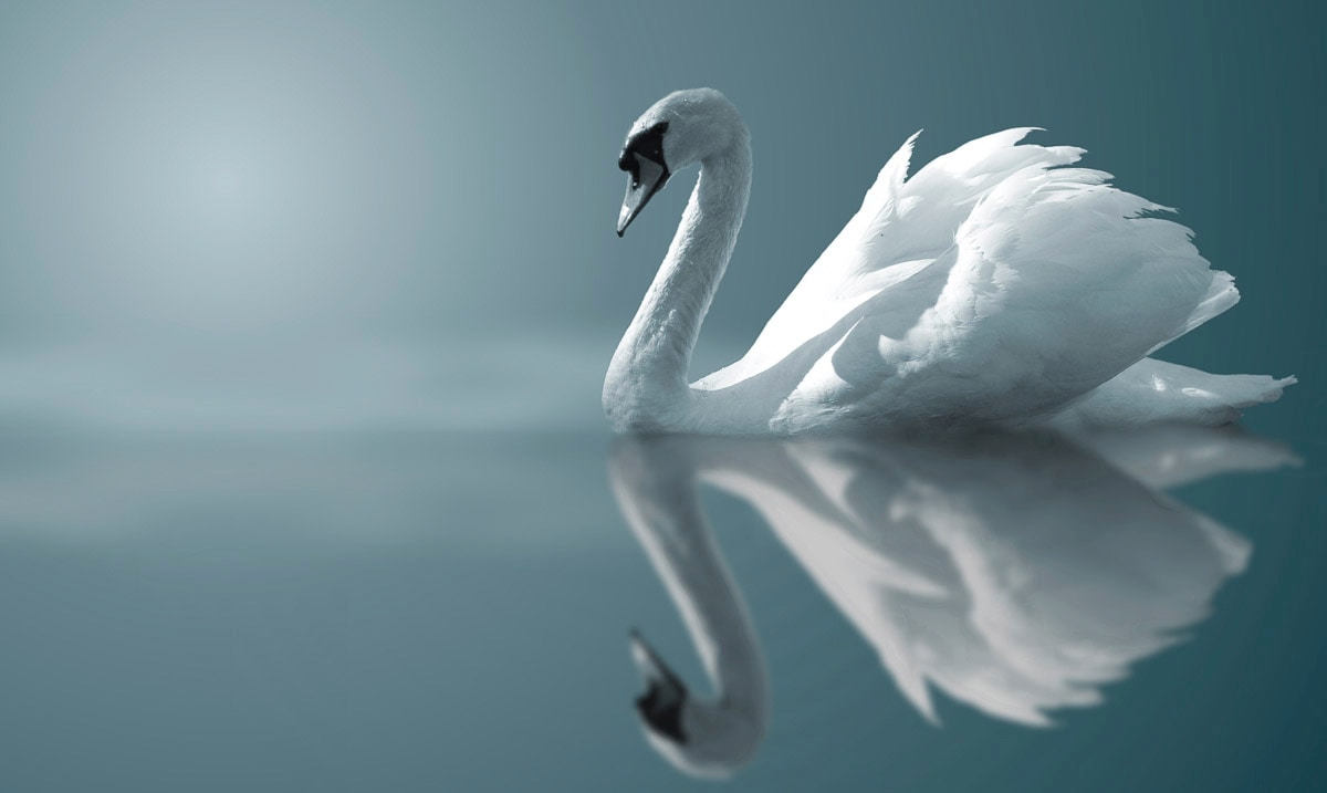 Papermoon Fototapete »Schwan im Wasser« Papermoon Fototapete »Schwan im Wasser« von Papermoon