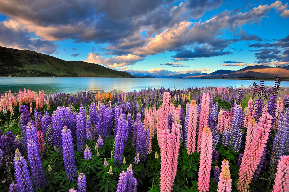 Papermoon Fototapete »See Tekapo Lupinen« von Papermoon