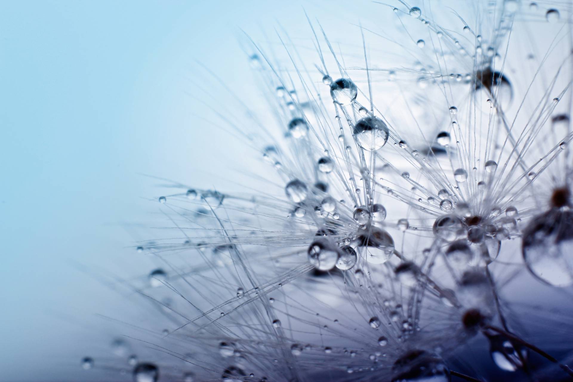 Papermoon Fototapete »Seeds with Water Drops« Papermoon Fototapete »Seeds with Water Drops« von Papermoon