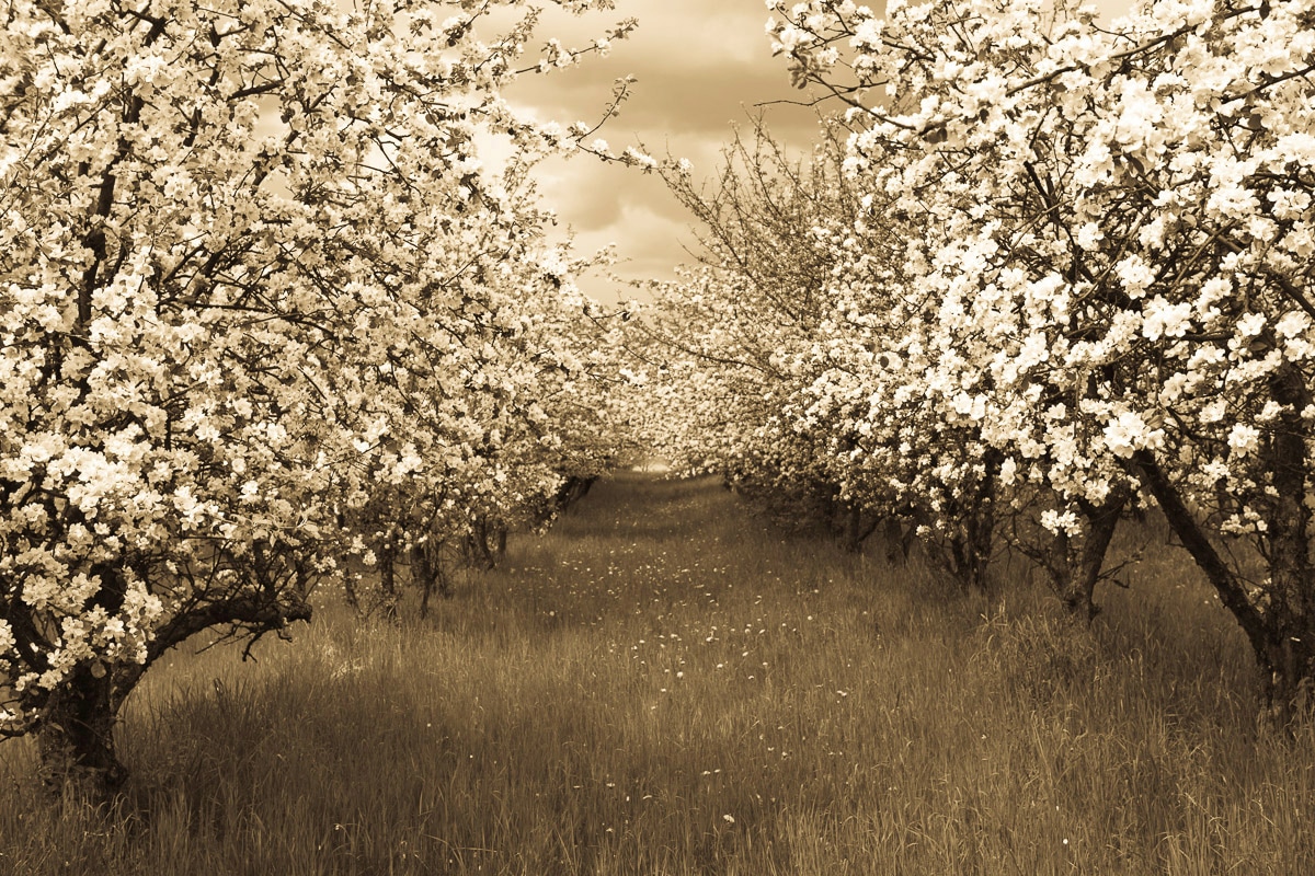 Papermoon Fototapete »Sepia Frühlingsobstgarten« von Papermoon