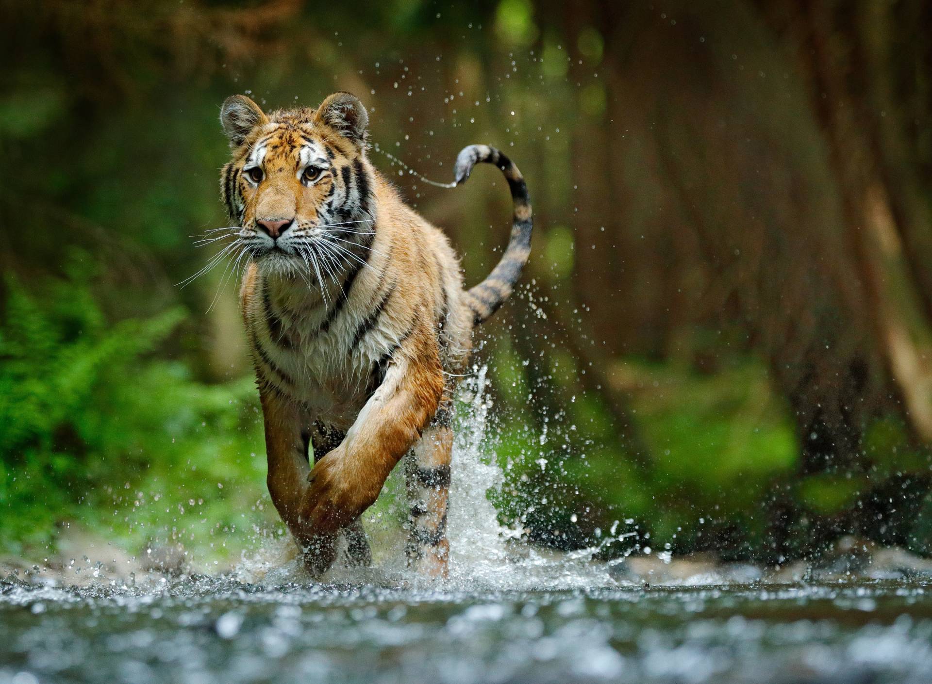 Papermoon Fototapete »Siberian Amur Tiger« von Papermoon