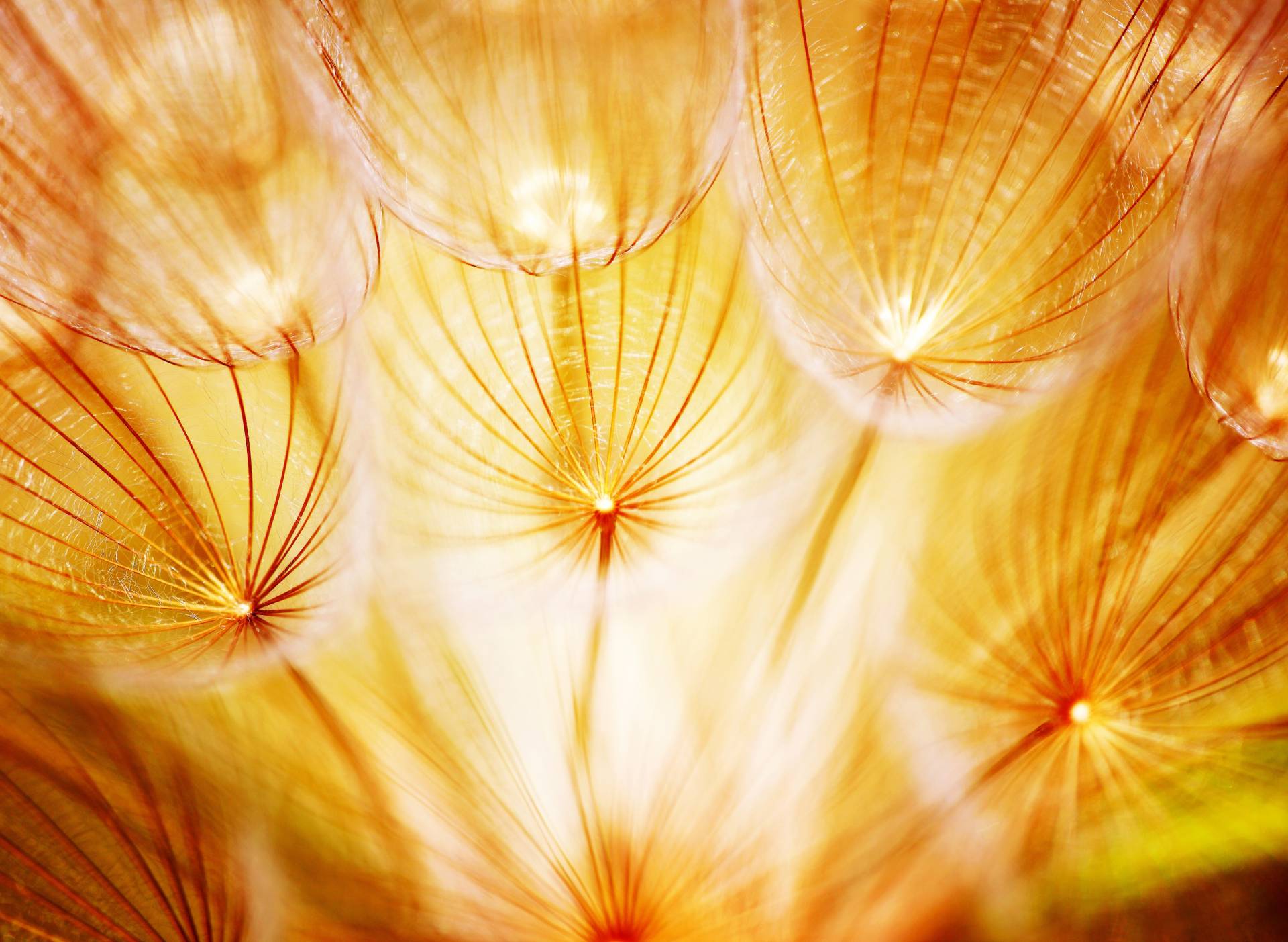 Papermoon Fototapete »Soft Dandelion Flowers« von Papermoon