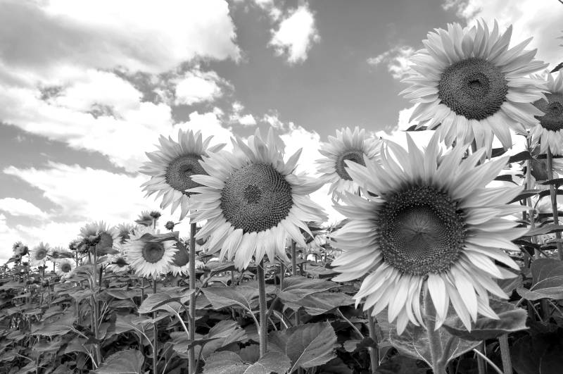 Papermoon Fototapete »Sonnenblumen Schwarz & Weiss« von Papermoon