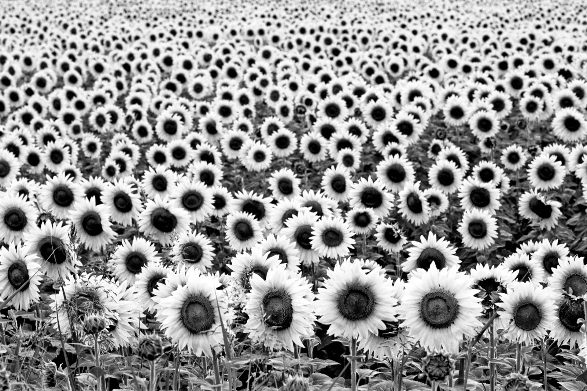 Papermoon Fototapete »Sonnenblumen Schwarz & Weiss« von Papermoon