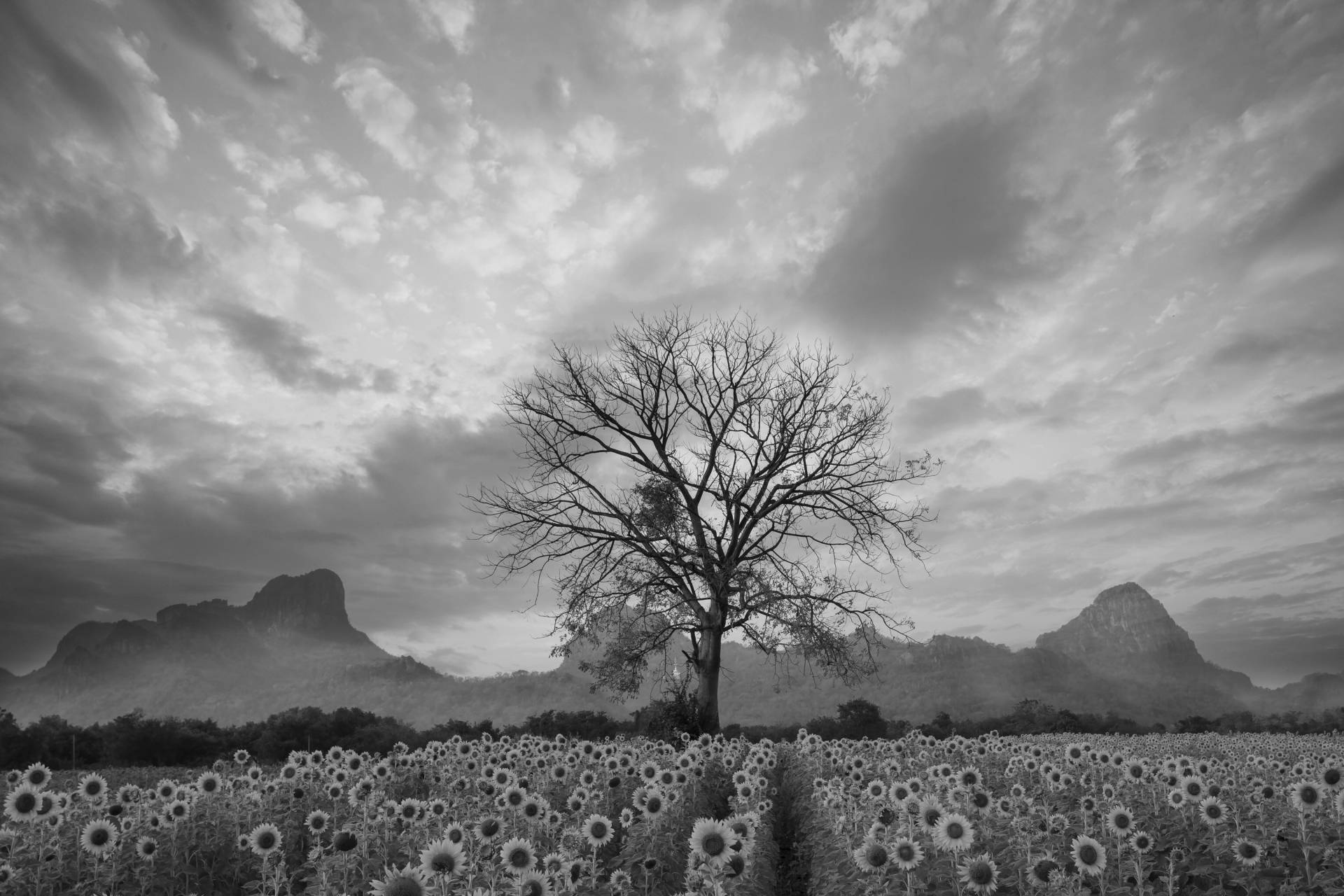 Papermoon Fototapete »Sonnenblumenfeld mit Baum Schwarz & Weiss« von Papermoon