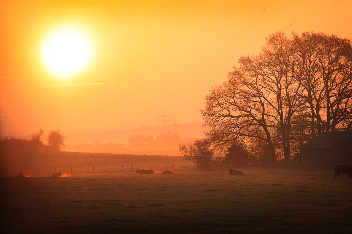 Papermoon Fototapete »Sonniger nebliger Sonnenaufgang« von Papermoon