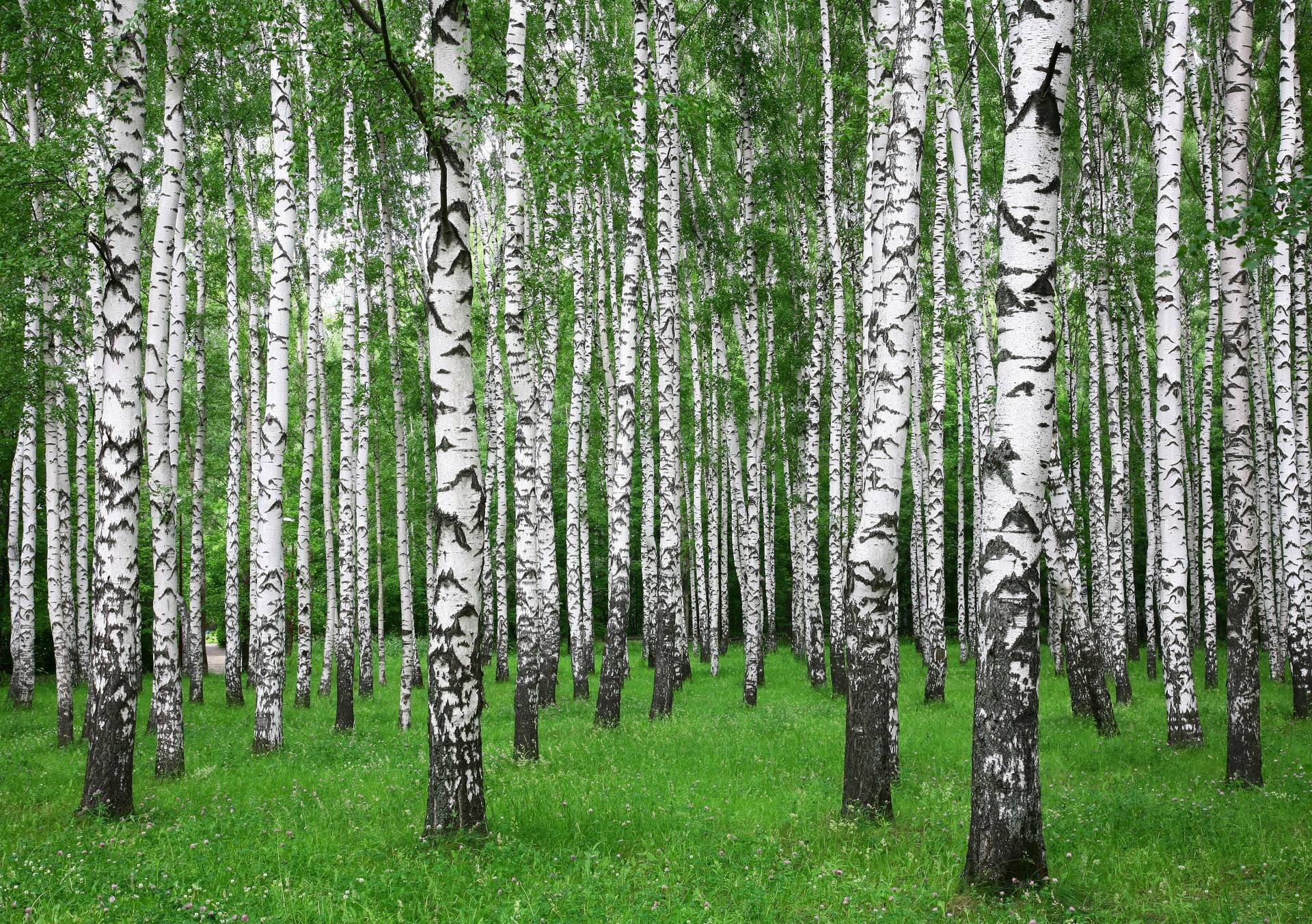 Papermoon Fototapete »Summer Birch Forest« von Papermoon