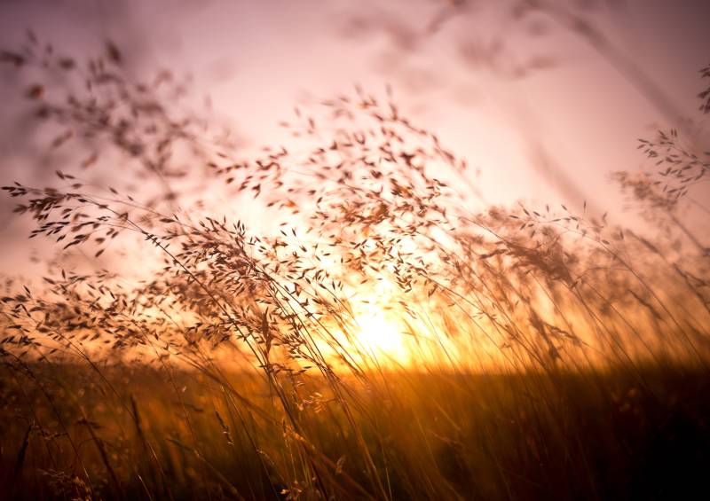 Papermoon Fototapete »Summer Dry Grass« von Papermoon