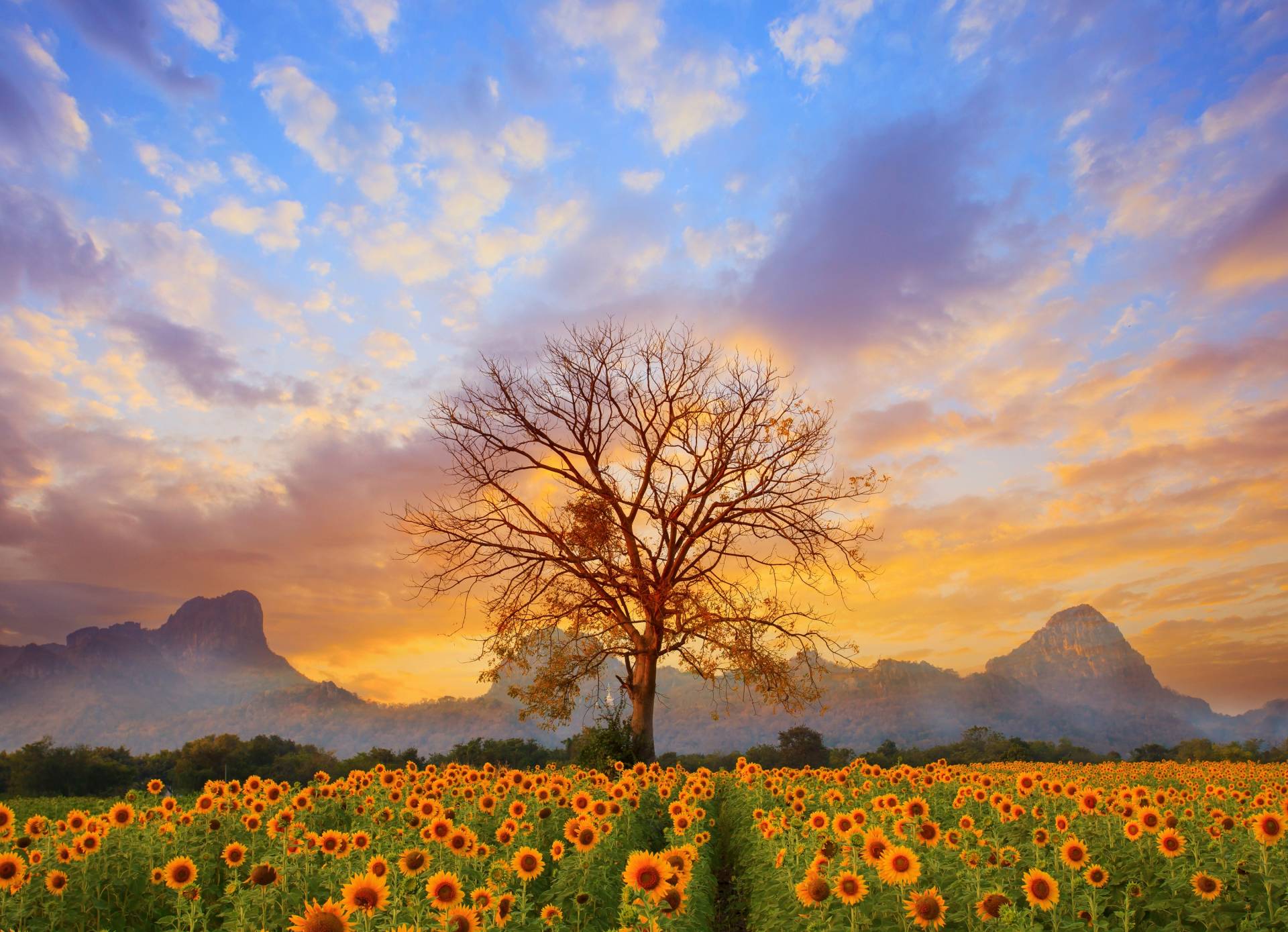 Papermoon Fototapete »Sunflower Field« von Papermoon