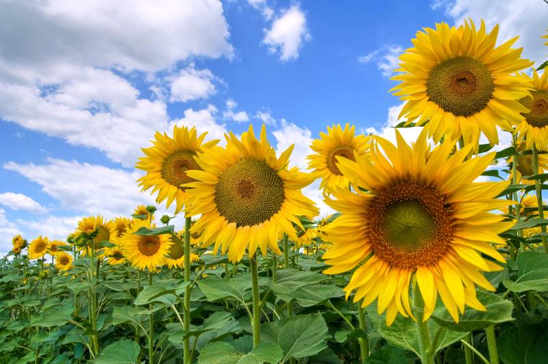 Papermoon Fototapete »Sunflower Field« von Papermoon