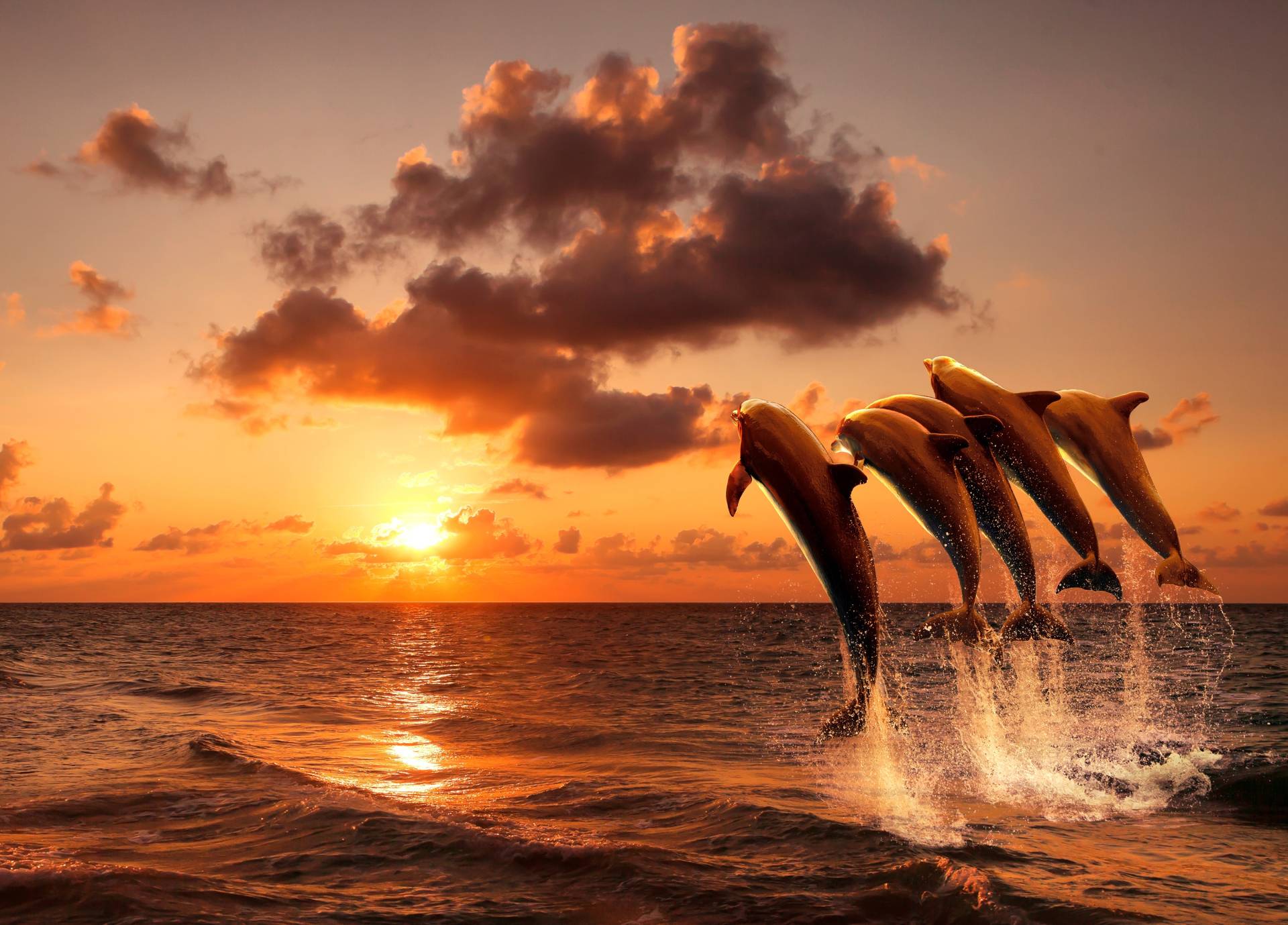 Papermoon Fototapete »Sunset Jumping Dolphins« von Papermoon