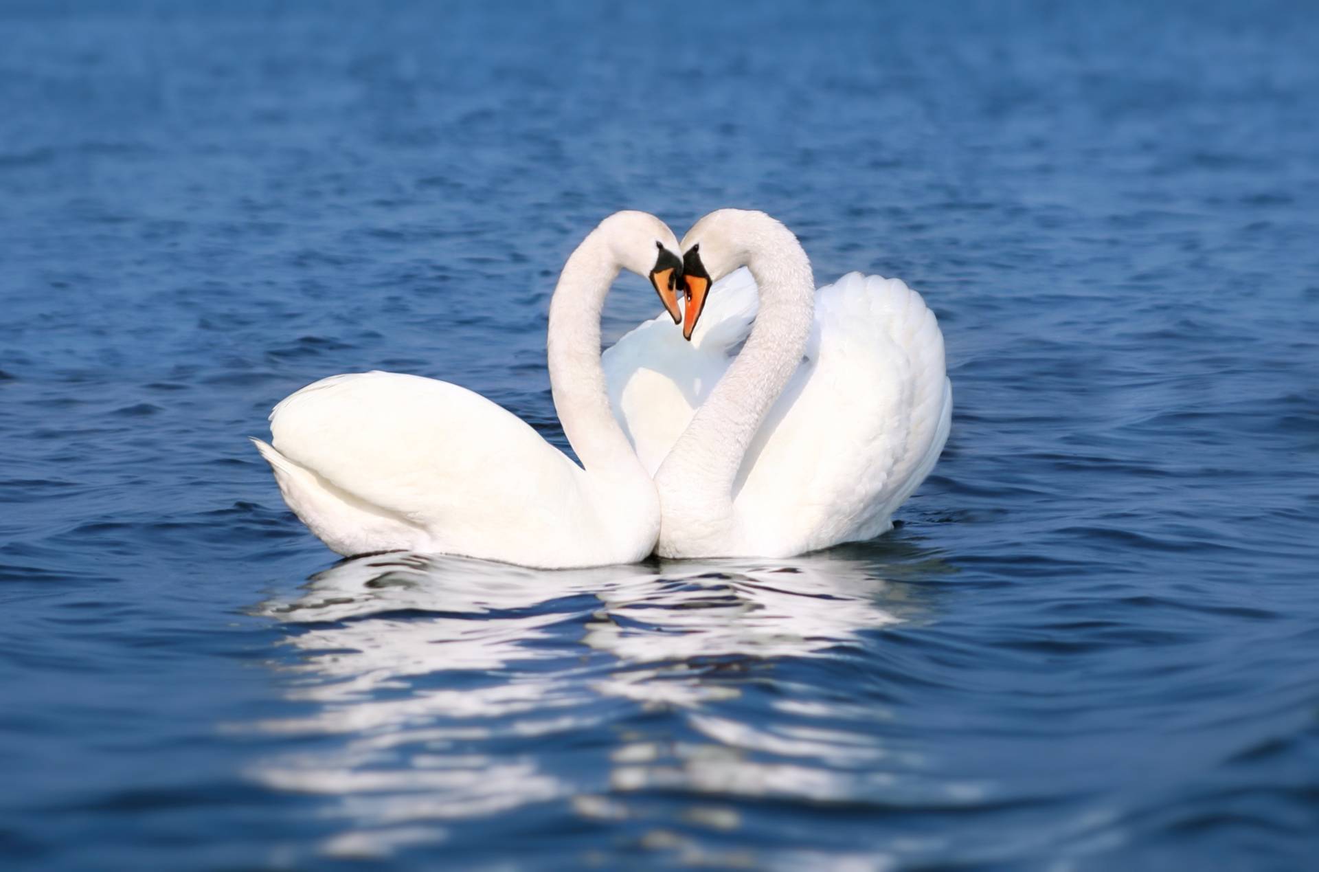 Papermoon Fototapete »Swan Love Couple« Papermoon Fototapete »Swan Love Couple« von Papermoon
