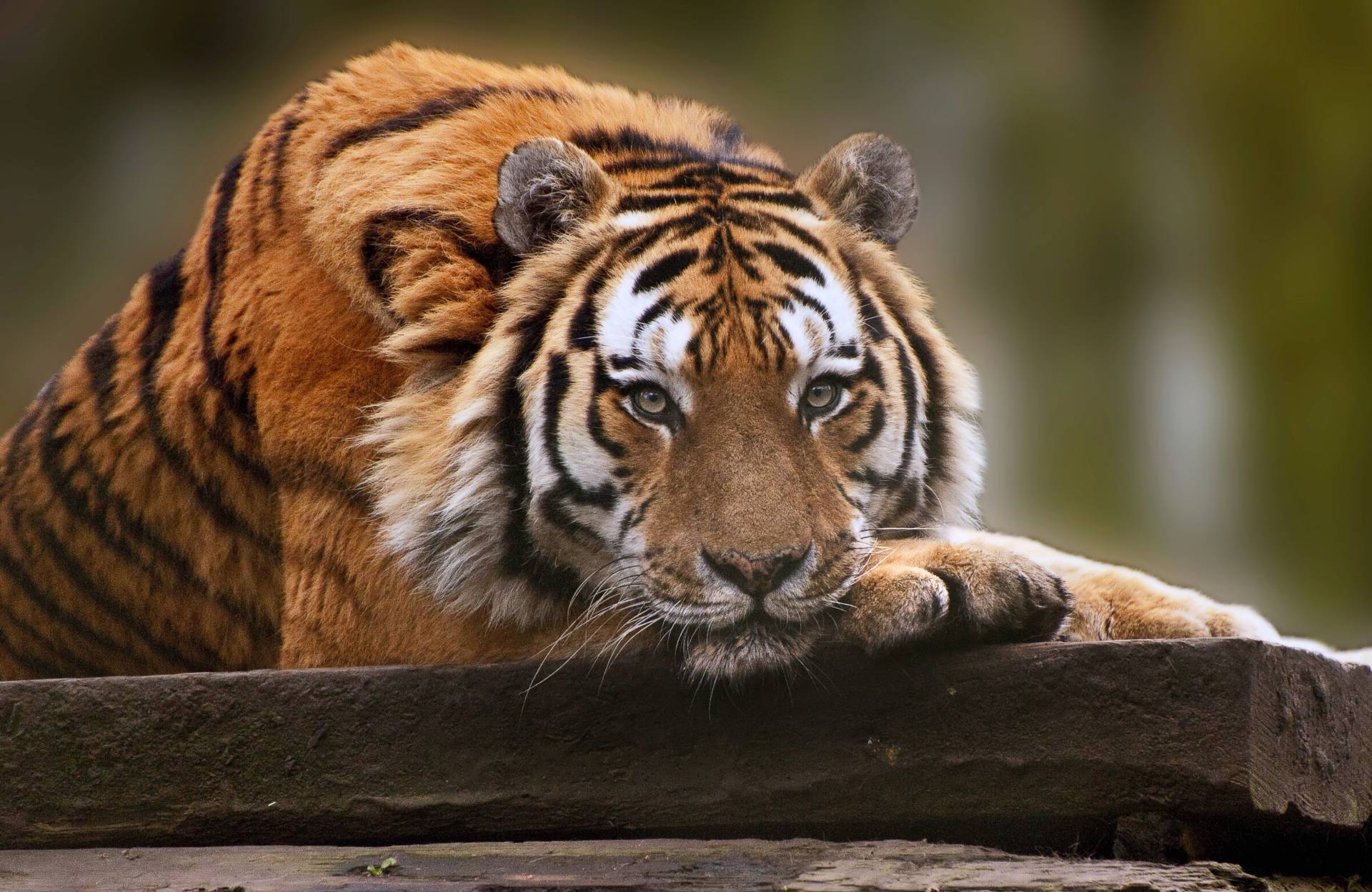 Papermoon Fototapete »TIGER-NATUR LÖWE GEPARD PUMA JAGUAR DSCHUNGEL TIERE XXL« von Papermoon