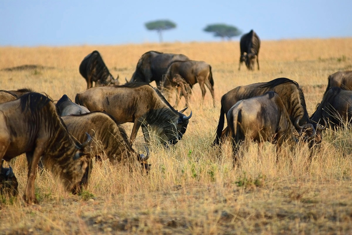 Papermoon Fototapete »Tiere in Natur« von Papermoon