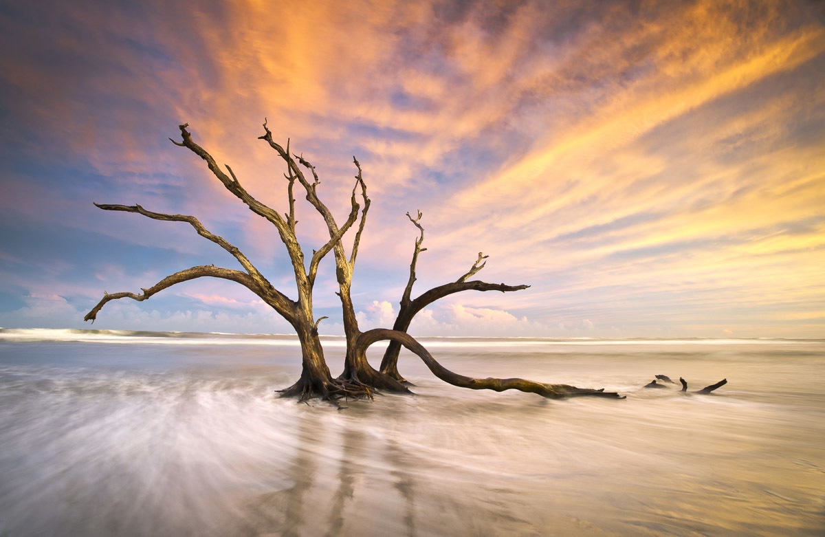 Papermoon Fototapete »Torheit Strand toter Baum« von Papermoon