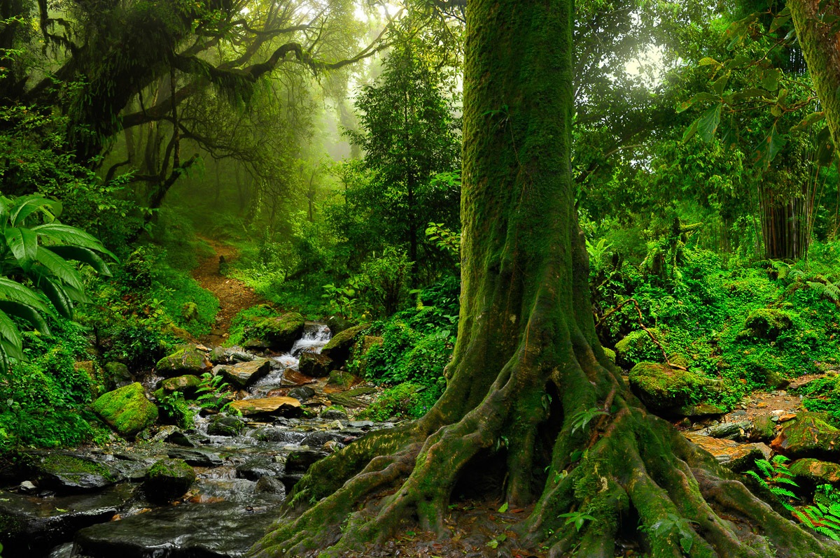 Papermoon Fototapete »Tropischer Jubgle Stream« Papermoon Fototapete »Tropischer Jubgle Stream« von Papermoon