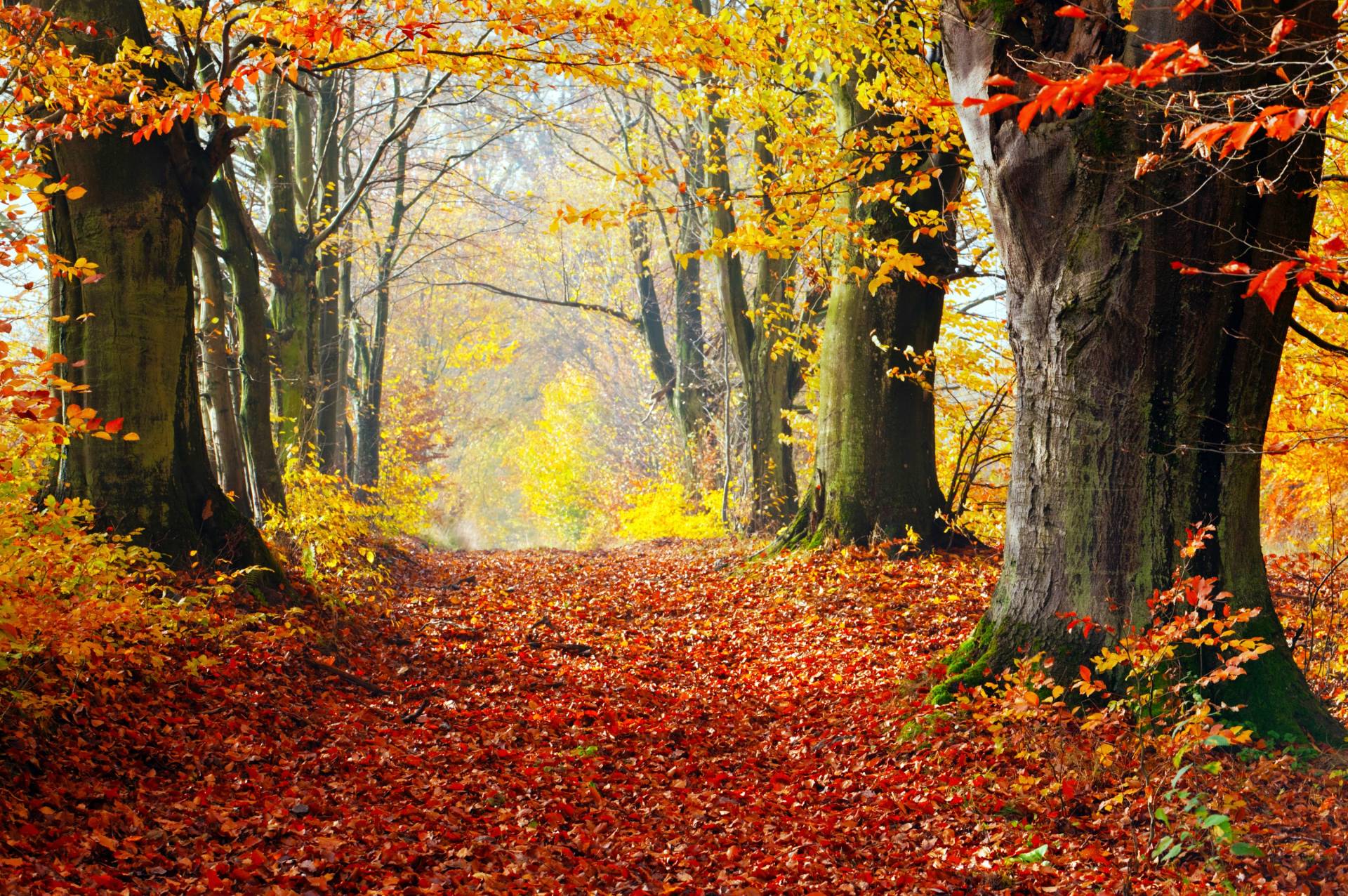 Papermoon Fototapete »WALD-HERBST BÄUME NATUR LANDSCHAFT BAUM ALLEE WANDBILD« von Papermoon