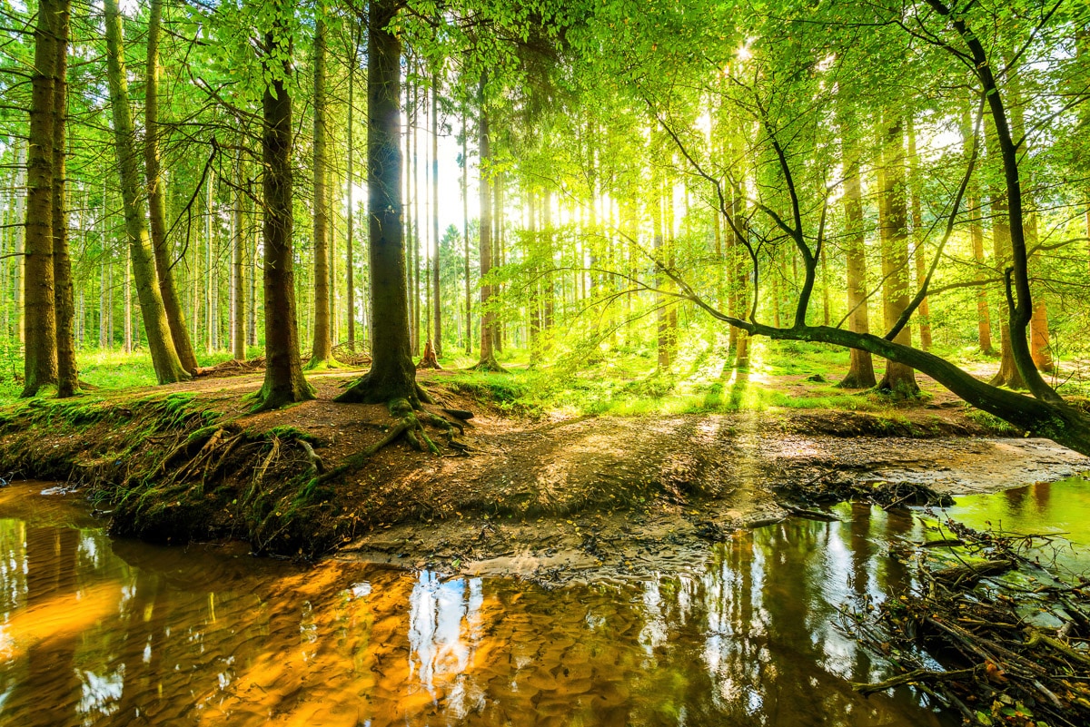 Papermoon Fototapete »WALD-HERBST NATUR LANDSCHAFT BÄUME DSCHUNGEL SEE BIRKEN« von Papermoon