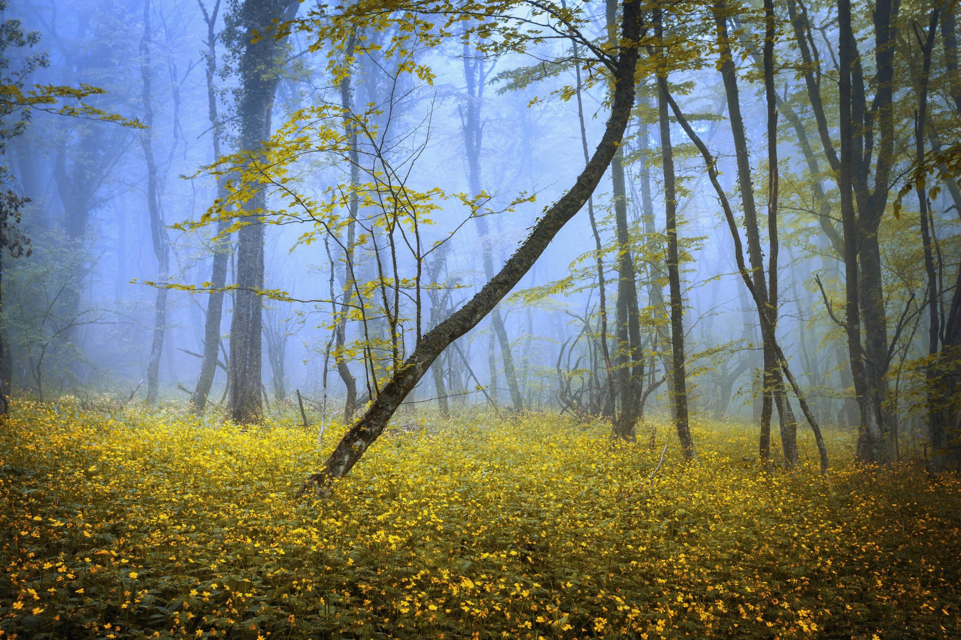 Papermoon Fototapete »WALD-HERBST NATUR LANDSCHAFT BÄUME NEBEL BAUM BLUMEN« von Papermoon