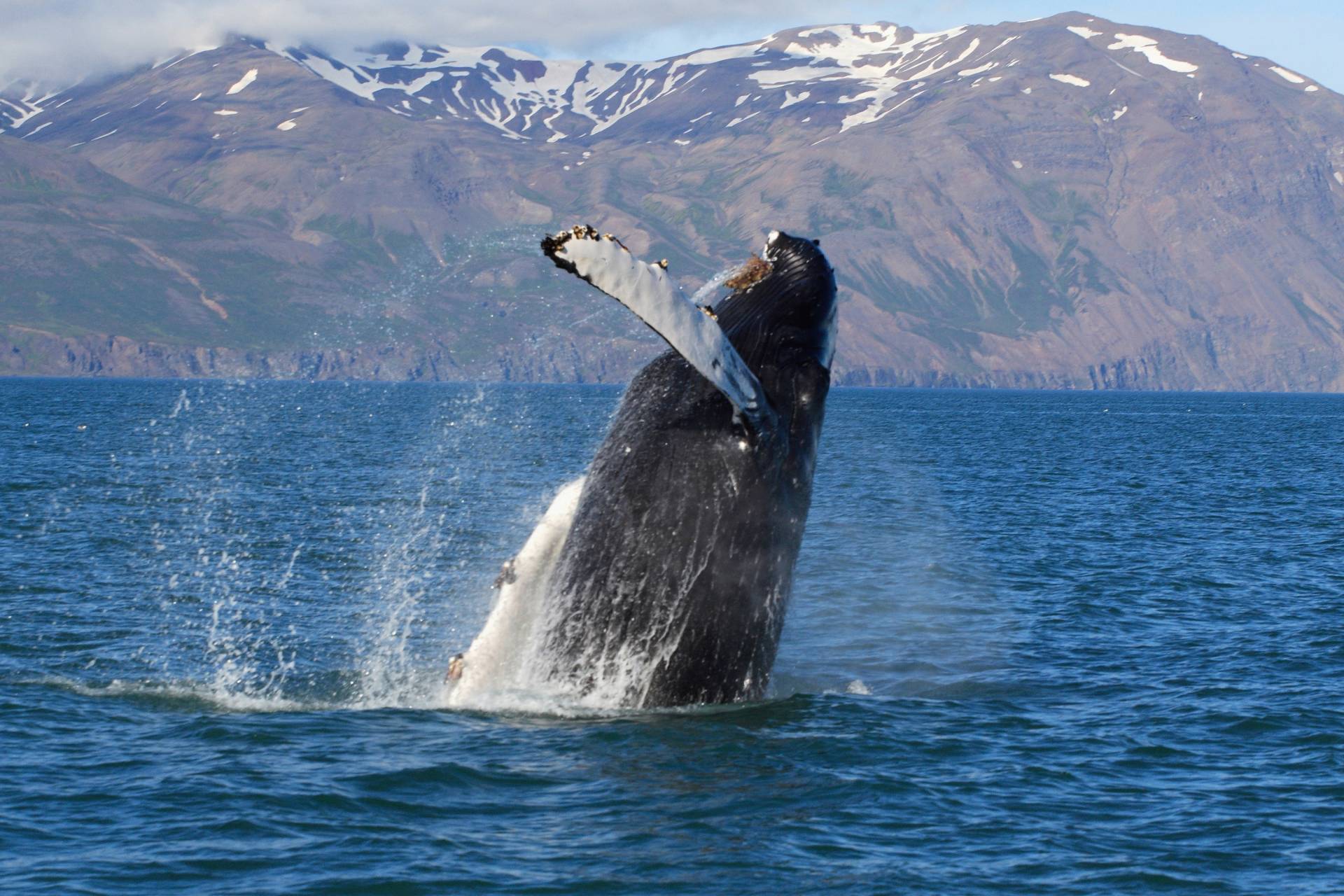 Papermoon Fototapete »WALE-ORCA TIER SEE OZEAN MEER WASSER ISLAND DELFINE XXL« von Papermoon