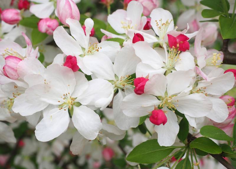 Papermoon Fototapete »WEIssE KIRSCH-BLÜTEN-BLUMEN PFLANZEN DEKOR NATUR MUSTER« von Papermoon