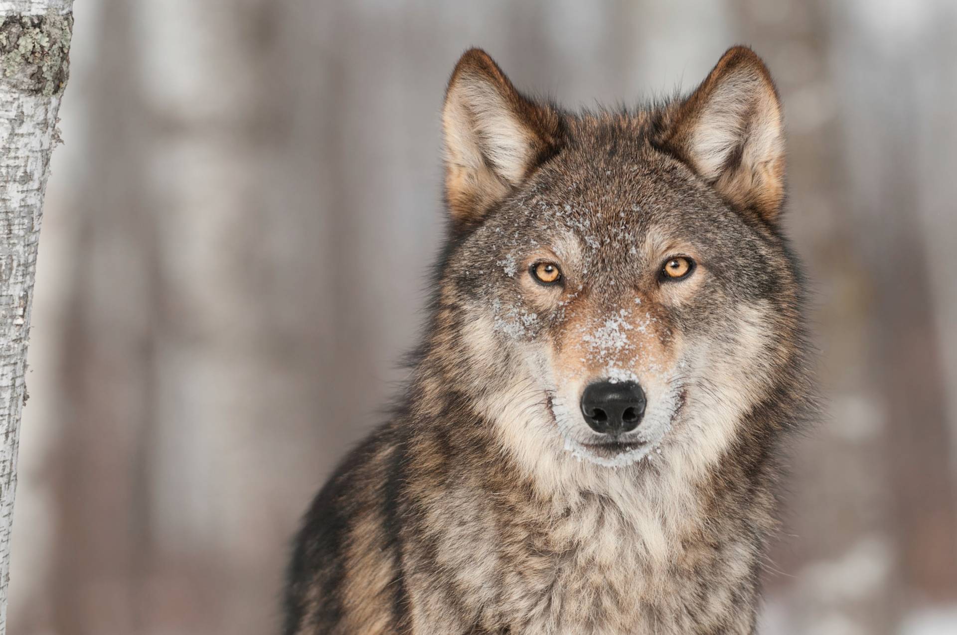 Papermoon Fototapete »WOLF-TIER HUNDE RAUBTIER GRAU RUDEL WALD WILD NATUR« von Papermoon